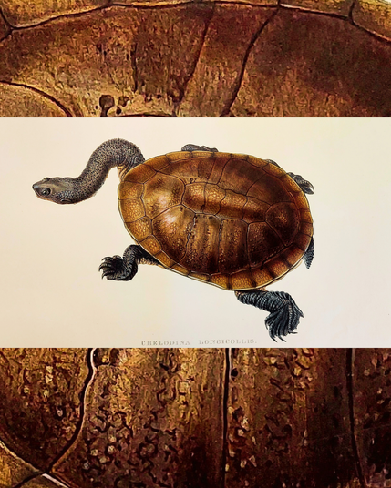 Schildkröte mit langem Hals