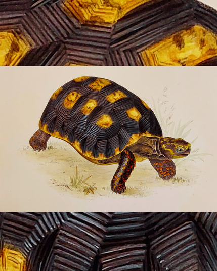 Schildkröte mit Panzer