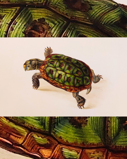 Schildkröte mit grünem Panzer