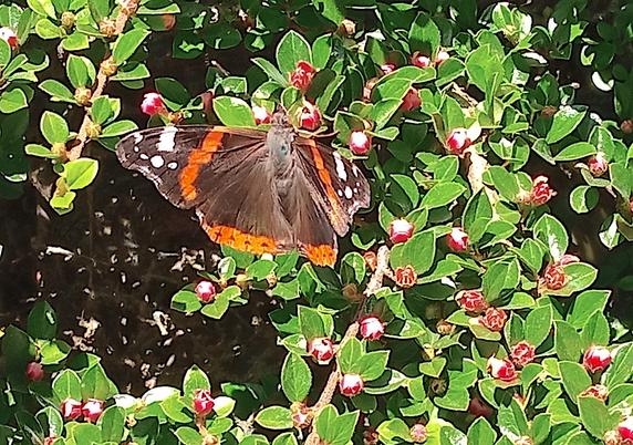Orange and brown butterfly with white dots on the wingtips, seen today on a bush in my garden, north of 58ºN.