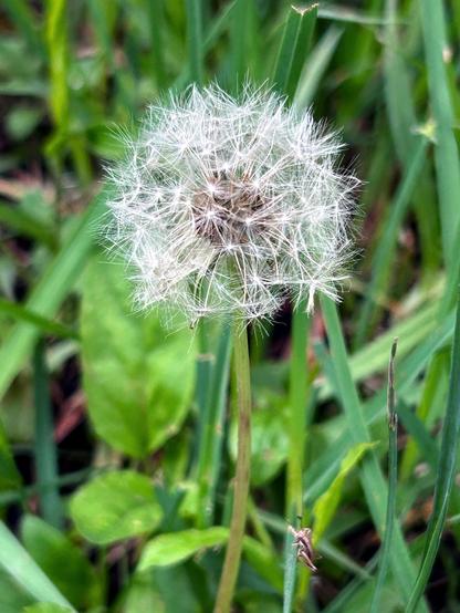 The fluffy head of a dandelion amidst some grass and leaves. Below and to the right of the dandelion, a small insect clings to a blade of grass.