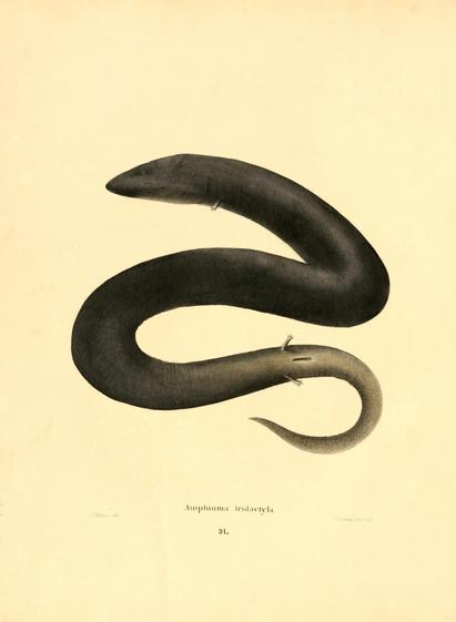 Illustration of Amphiuma tridactyla, a long, slender aquatic amphibian with an eel-like body. It has a smooth, dark upper body gradually lightening toward the tail, which curls upwards. Small, reduced limbs with three visible digits are present near the front and middle of the body. The head is broad and rounded without prominent eyes or mouth details. The style is a detailed scientific drawing from 1842, emphasizing the animal's elongated form and minimal limbs.