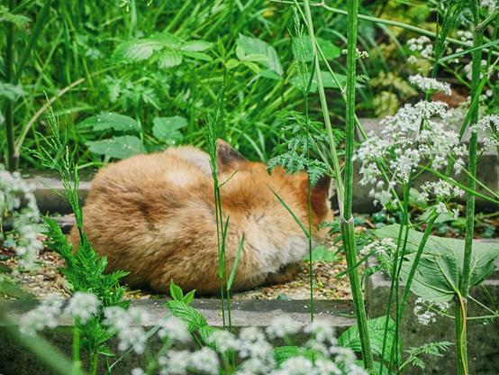 A small (young) fox is curled up on a stone grave, head close to tail and facing away from the camera, with overgrown grass and undergrowth surrounding it.