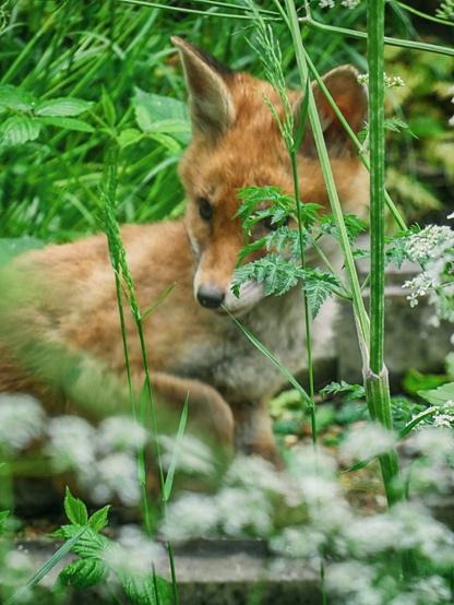 A small (young) fox is getting up from lying down, surrounded by undergrowth and grass.