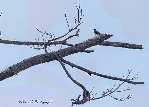 Lifeless Branch, Living Bird

"This image captures the stark beauty of nature with the bare branches of a tree stretching against a clear, light blue sky. Perched at the very end of the largest branch is a northern mockingbird (Mimus polyglottos), standing alert and facing to the right. The contrast between the lifeless tree and the lively bird adds a quiet yet powerful visual narrative. The image is credited to "Swede's Photographs," as indicated in the bottom left corner." - Copilot