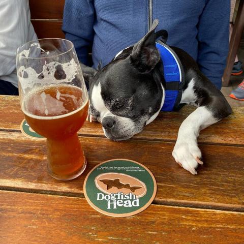 A sleeping boston terrier sitting on a person's lap rests its head and left arm on a wood table.  Next to the terrier is a half-full glass of beer and a coaster advertising the craft beer establishment, Dogfish Head.