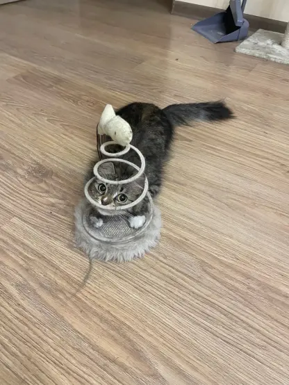 Nova has her head inside the fish toy again, she's looking cutely to the left of the camera