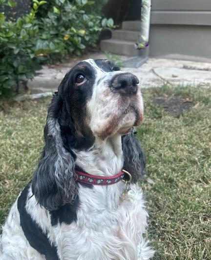 A black and white English Cocker Spaniel, sitting outside, looking up towards the sky.