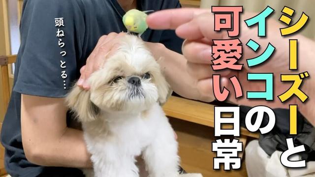 【シーズー犬とセキセイインコの可愛い日常】 まるちゃん＆りんちゃんの共同生活についてご質問いただきました(*^_^*)【387】
