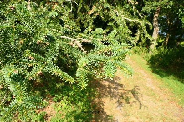 Photo of treespecies Abies pinsapo : Category is foliage