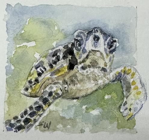 Swimming sea turtle looking directly at you