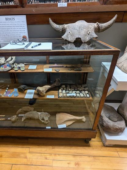 A display of bison bones but the humerus on the left is from a horse.