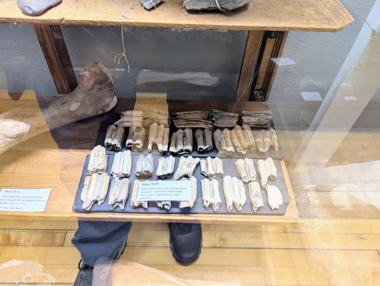 Bison teeth with a couple horse molars in the center-back.