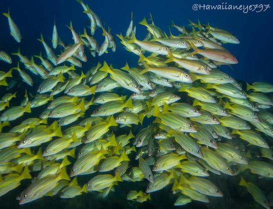 A swarm of yellow fish with fine blue horizontal lines on their bodies.