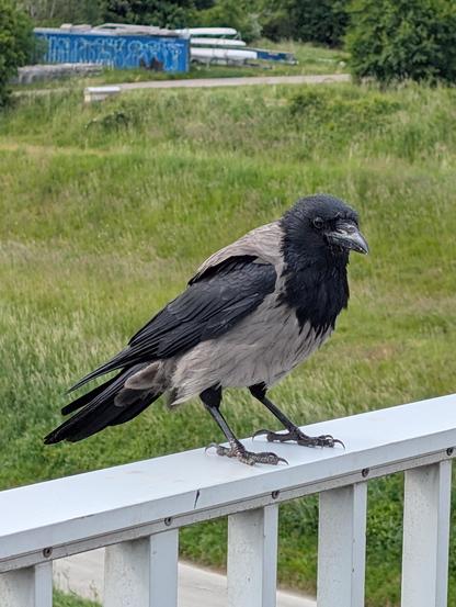 Foto einer grau-schwarzen Nebelkrähe, die auf einem hellen, metallischen Brückengeländer sitzt. Sie ist nach schräg rechts vorne gedreht und sieht zu uns. Im Hintergrund ist Wiese und ein paar Bäume.