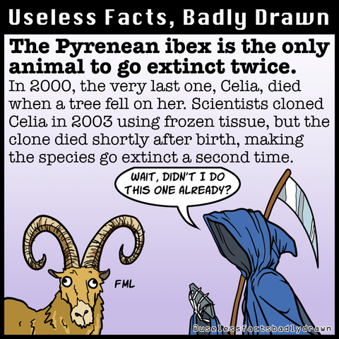 The Pyrenean ibex is the only animal to go extinct twice.
In 2000, the very last one, Celia, died when a tree fell on her. Scientists cloned Celia in 2003 using frozen tissue, but the clone died shortly after birth, making the species go extinct a second time.