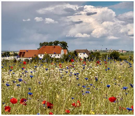 A vibrant field of wildflowers featuring red and blue blossoms in the foreground, with a backdrop of white and red houses under a cloudy sky.
