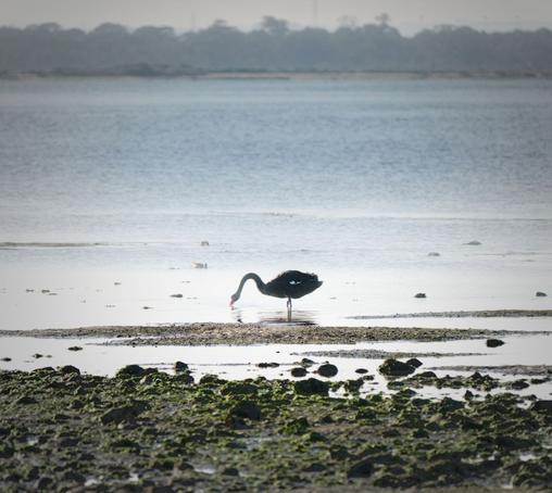 A single black swan stands on the beach at low tide with it's head near the water