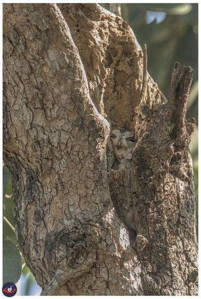 there is a sleepy baby owl in the hollow of the tree. it is of similar texture and colour of the tree.