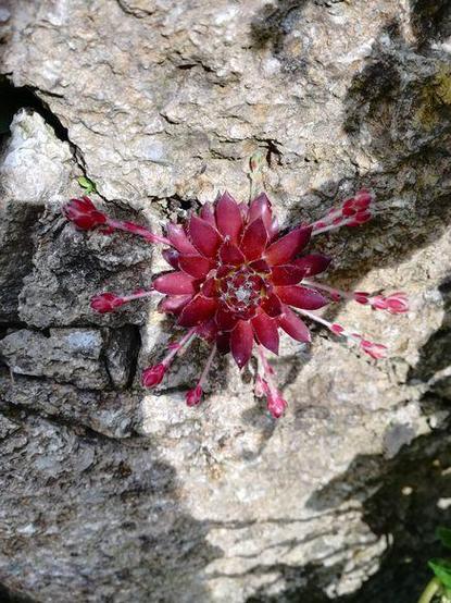 Rote Hauswurz-Pflanze mit Blüten an einem felsigen Untergrund.
Der Stein ist teils von der Sonne beschienen, in der Mitte liegt ein Teil im Schatten.
Die Pflanze hat kreisförmig angelegte dünne Ausläufer