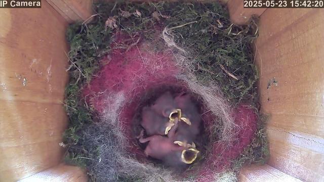 A nest box view showing six small, featherless nestlings with open beaks waiting to be fed. One chick appears to be lying motionless beneath the others, possibly no longer alive. The nest is lined with moss, fur, and reddish fibers.