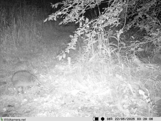 Die Kamera nimmt nachts Fotos in unserem Garten auf. Sie reagiert auf Wärme. Man sieht den Igel an der linken unteren Hälfte. Die Kamera zeigt unten noch Temperatur Tag und Uhrzeit an.