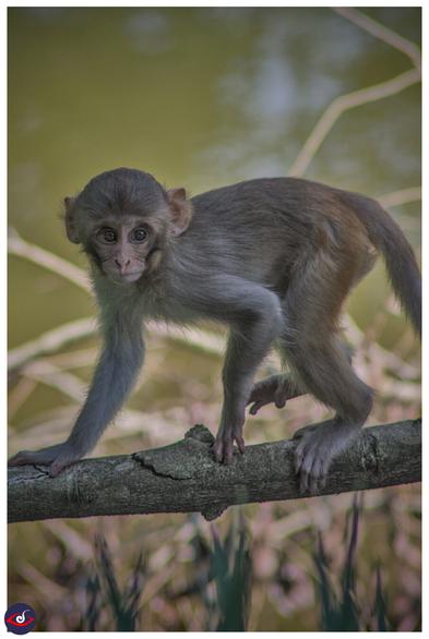 a baby monkey on a branch looking towards the photographer, there is water in the background, out of focus.