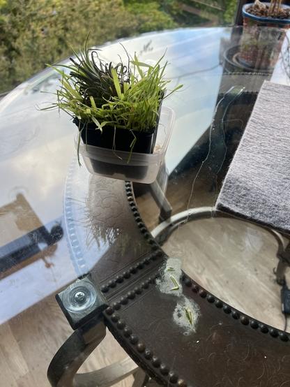 Cat grass on a table with a trail of cat vomit running across table.