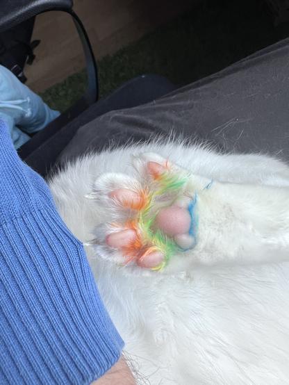 A cat paw with a rainbow pattern across the toebeans
