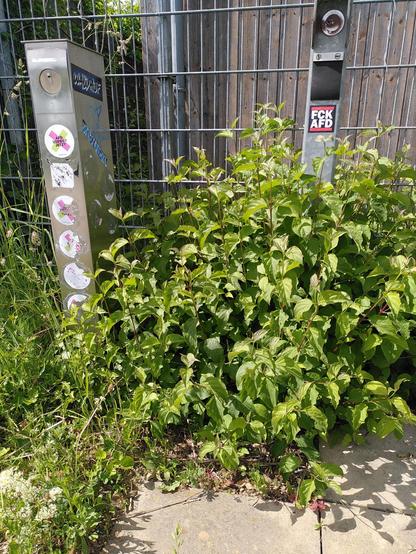 Sticker an Stehle