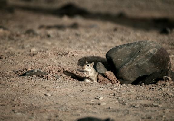 A mouse-like jird looks out of its hole towards the camera.