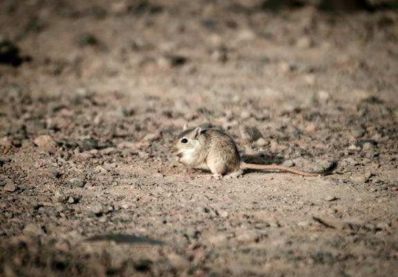 The same bird nibbling on something it found on the ground. The tuft on its tail is clearly visible.