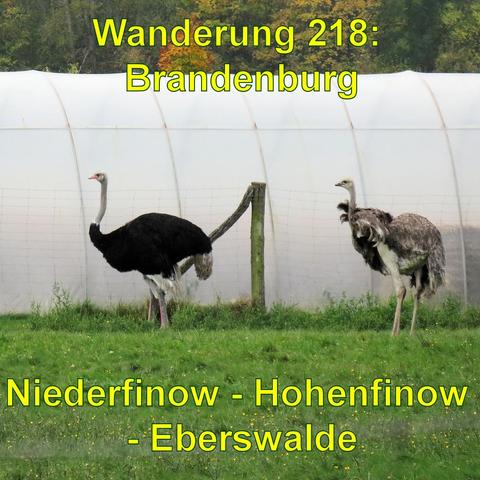 Zwei Strauße auf einer Weide, einer mit schwarzem und der andere mit grauem Federkleid. Im Hintergrund ist ein weißes, halbkreisförmiges Gewächshaus zu sehen.