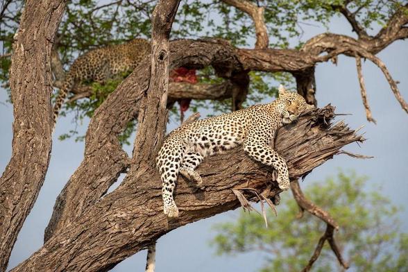 A leopard rests on a thick tree branch, partially hidden by greenery. In the background, another leopard can be seen, and there are remnants of prey nearby, suggesting the area is a resting spot after a hunt.
