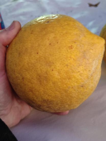 Un cidro (lo que yo llamaba limón de variedad antigua) en mi mano, que pesó 900 gramos. Amarillo intenso.