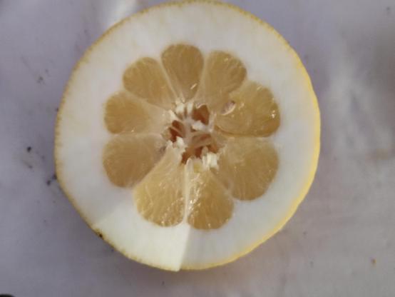 El mismo cidro de la foto anterior, abierto por la mitad. Tiene la parte blanca de la cáscara muy gruesa. El centro saca mucho jugo.