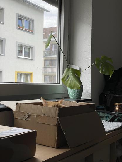 Ein Katzenkopf schaut aus einem Karton auf einer Fensterbank. Nur die Ohren sind sichtbar. Im Hintergrund ist eine Topfpflanze zu sehen, zusammen mit einem Blick auf die Stadt durch das Fenster. Zusätzliche Kisten und Gegenstände sind auf der Oberfläche in der Nähe verstreut.