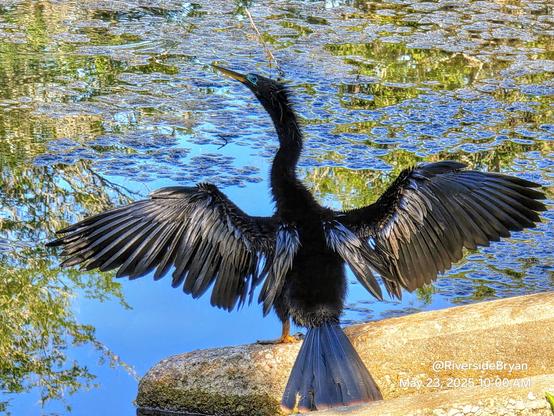 Bizarre black water bird dries out their wings in the bright morning sunshine whilst perched upon a concrete drainage fixture next to a pond.