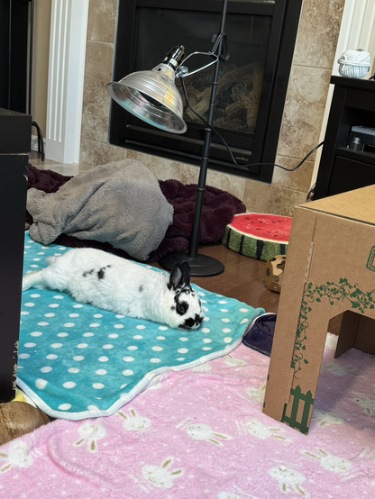 Bunny is lying with mid-back under heater