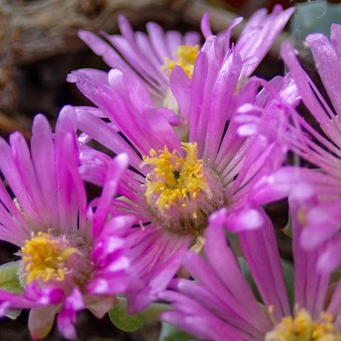 Violet Dewflower blossoms with yellow centers. Photo by Nicholas Stein 23 May 2025
