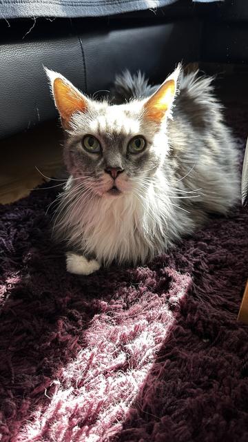 Eine dünne grauweiße Katze liegt auf einem dunkellila Teppich vor einem schwarzen Ledersofa. Sie sieht Richtung Kamera, aber knapp vorbei. Ihre Nierenwerte sind Mist, durch Bluthochdruck ist sie blind und verwirrt. Sie hat sehr abgenommen, und durch die Zahnfleischentzündung sabbert sie sehr und hat Schmerzen.
Sie ist 13 Jahre alt.