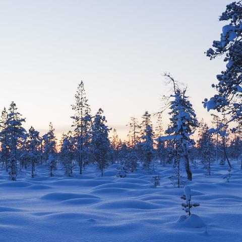 A description of the deceptive beauty of snow on the forest floor, highlighting its inviting appearance and the hidden dangers it poses.