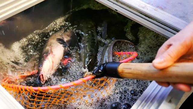 Chinese Street Food - SNAKEHEAD & GRASS CARP FISH Chongqing Seafood China