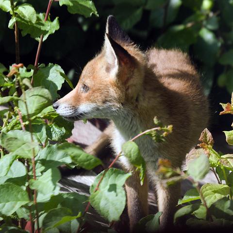 A fox cub looking left with ears pricked up, standing in a sunny patch amongst some leaves.