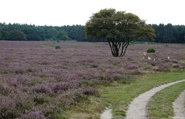 Ik liep het Voetstappenpad, een lange afstandswandeling van 25 kilometer over de heidevelden en door de bossen rond Hilversum. Meer over het Voetstappenpad lees je in deze artikel. 👇

https://jtravel.nl/nederland/wandelingen/voetstappenpad/

#voetstappenpad #hilversum #heide #bos #wandelen