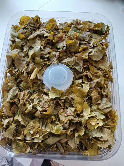 Tørring af fermenterede mirabelleblade