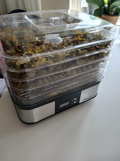 Tørring af fermenterede mirabelleblade