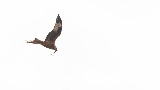 DE: Ein Rotmilan fliegt mit einem Stock im Schnabel vorbei.
EN: A red kite flies past with a stick in its beak.