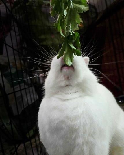 A large white rabbit reaching up to eat some parsley