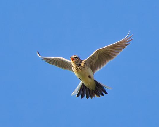 A skylark sings in flight, wings spread